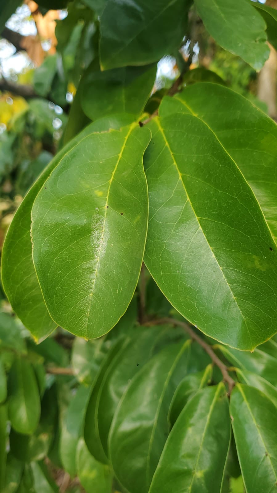 Soursop Leaves