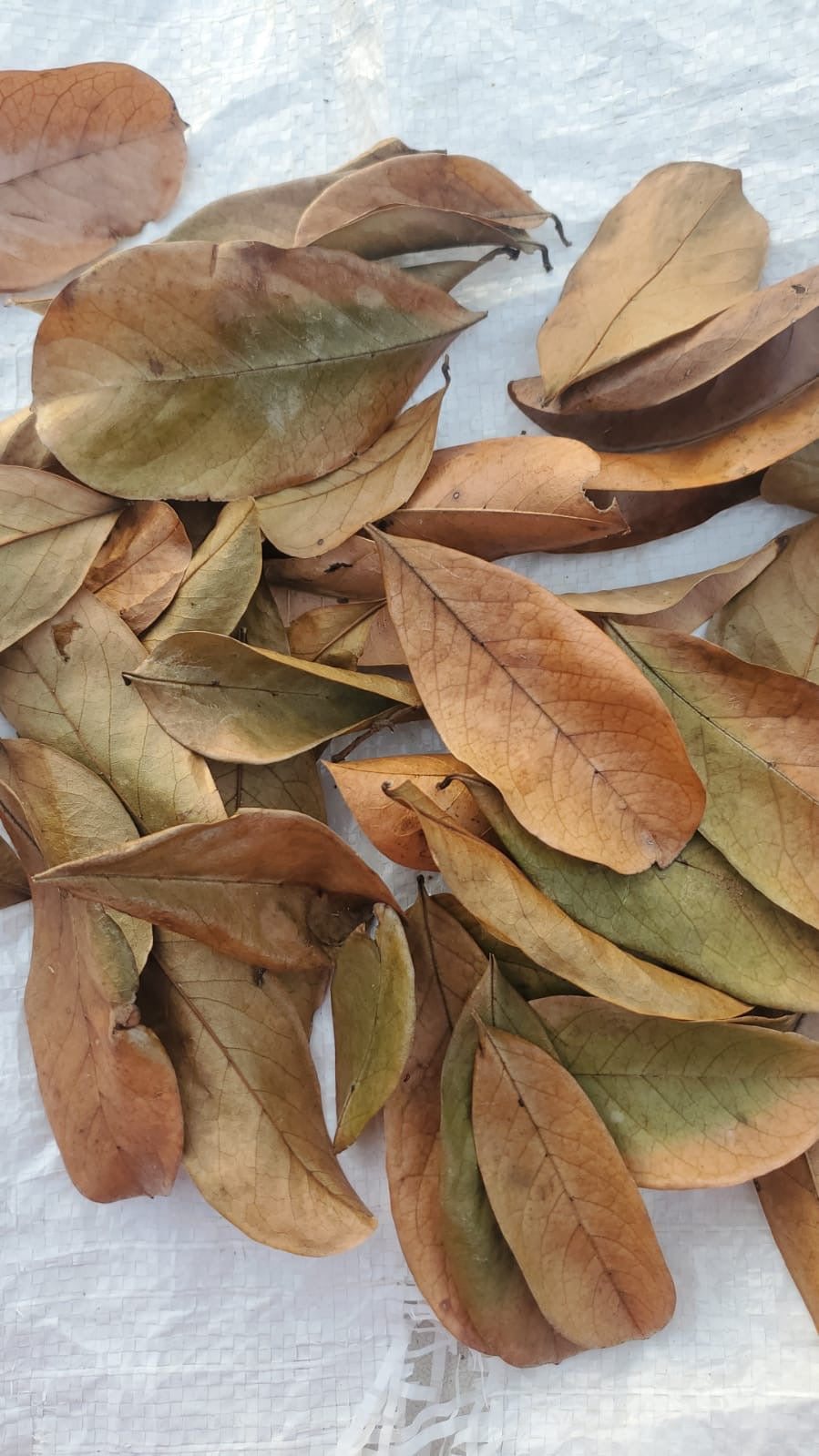 Soursop Leaves