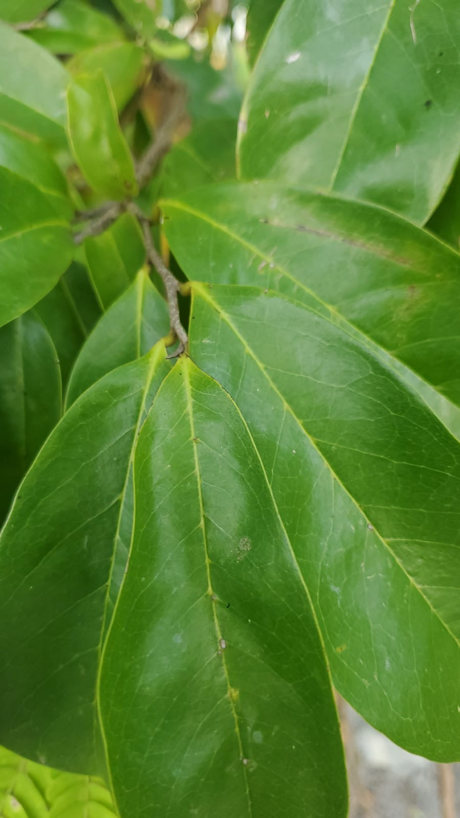 Soursop Leaves